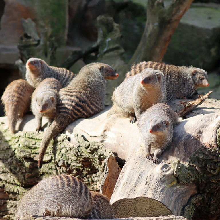 Banded Mongoose