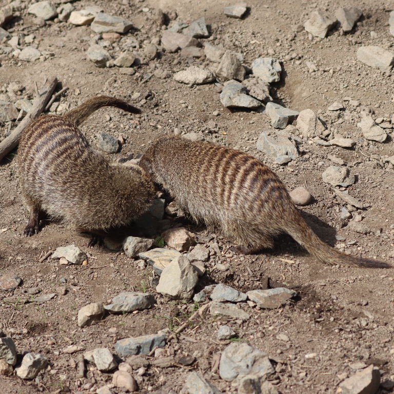 Banded Mongoose