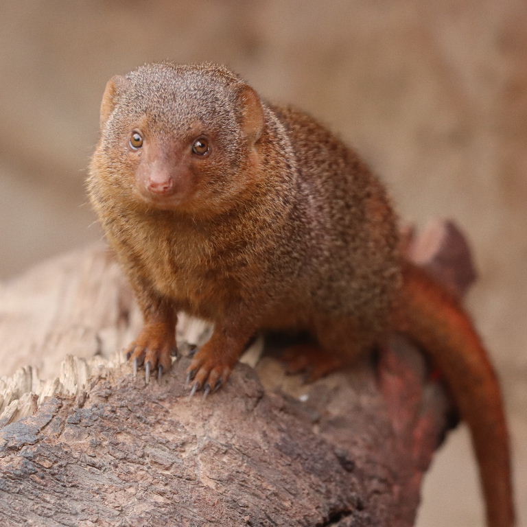 Dwarf Mongoose