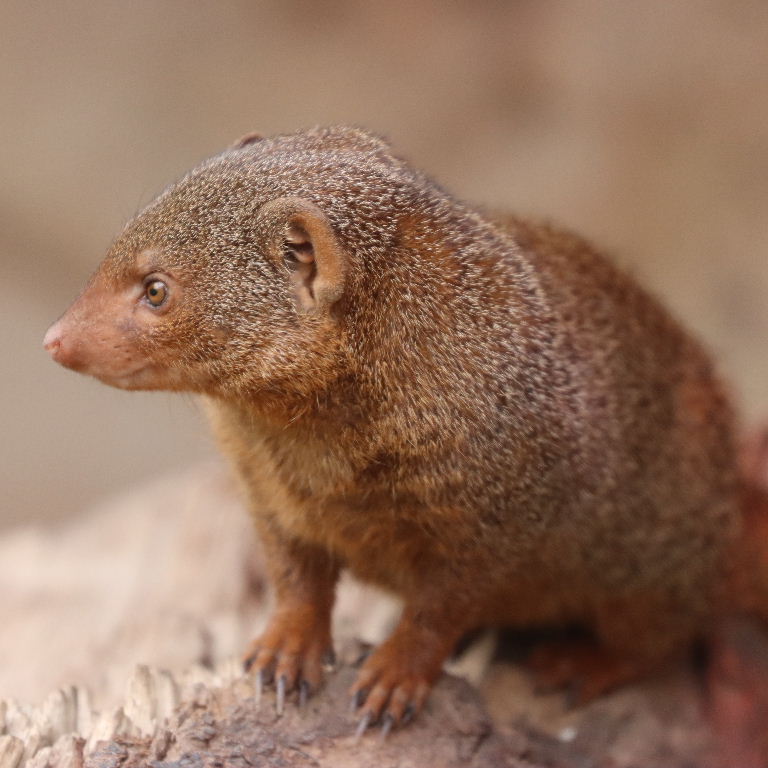 Dwarf Mongoose