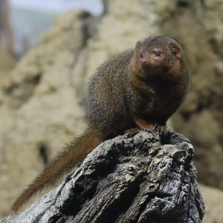 Dwarf Mongoose