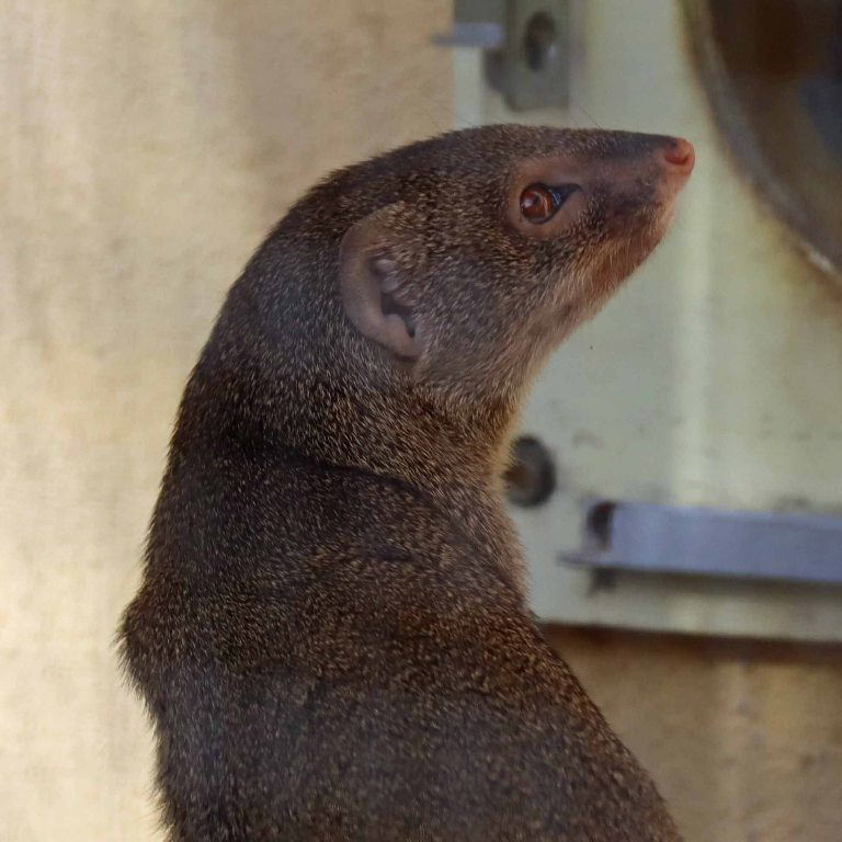Small Indian Mongoose