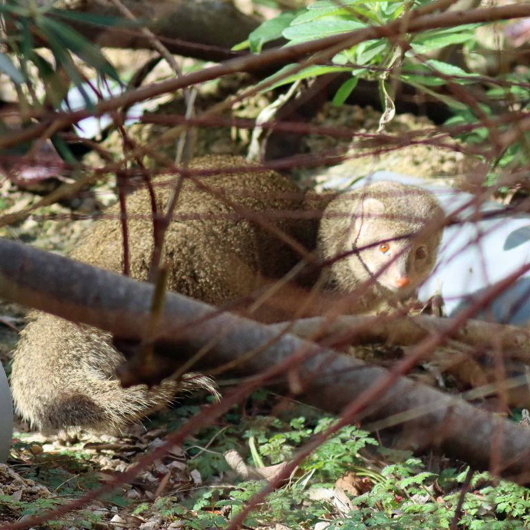 Small Indian Mongoose