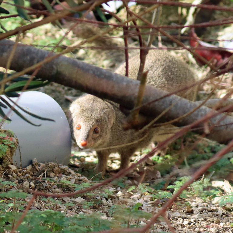 Small Indian Mongoose