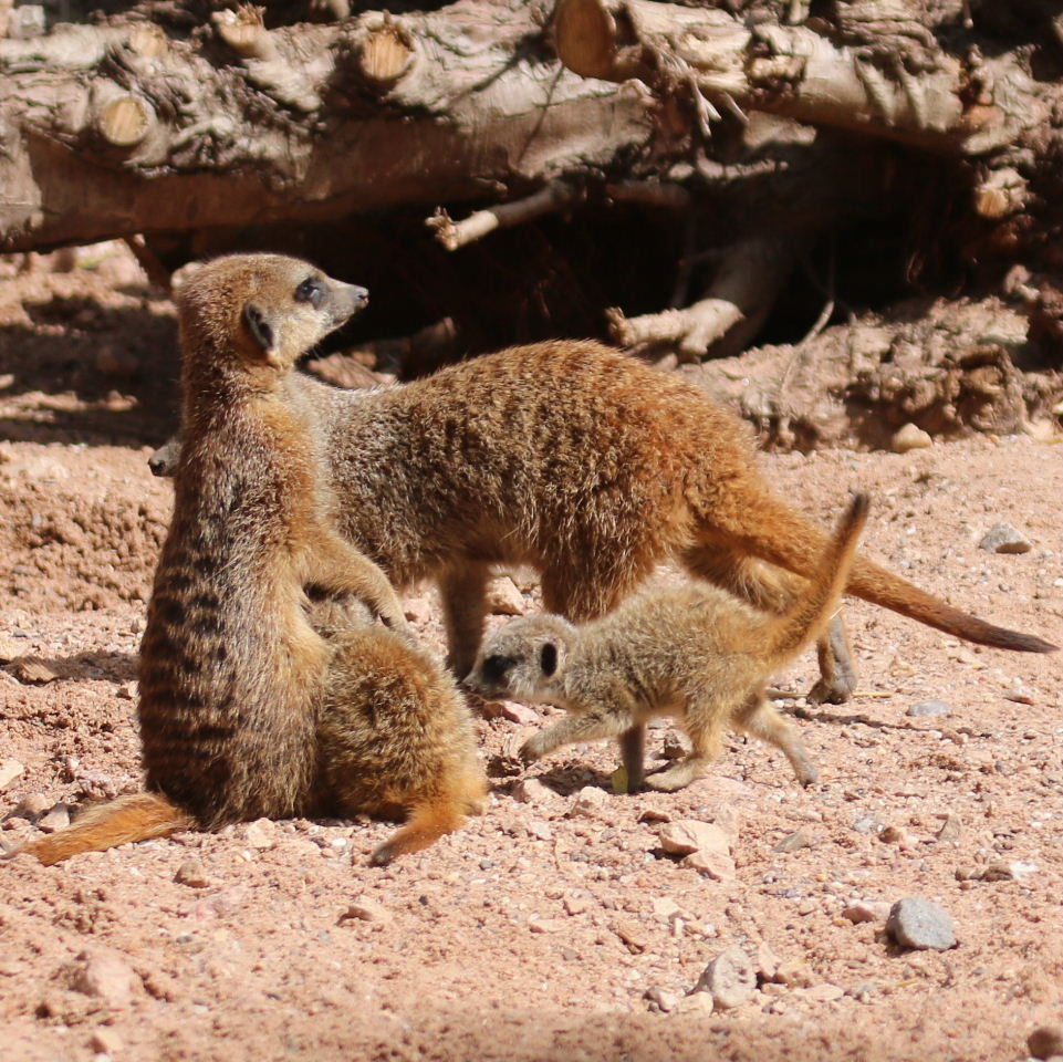 Meerkat guardian and babies