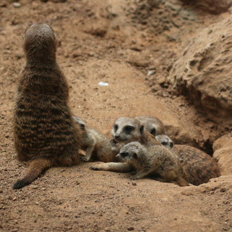Meerkat guardian and babies
