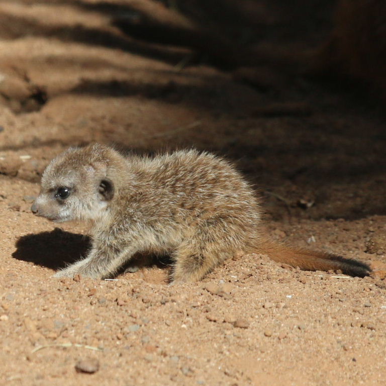 Meerkat baby