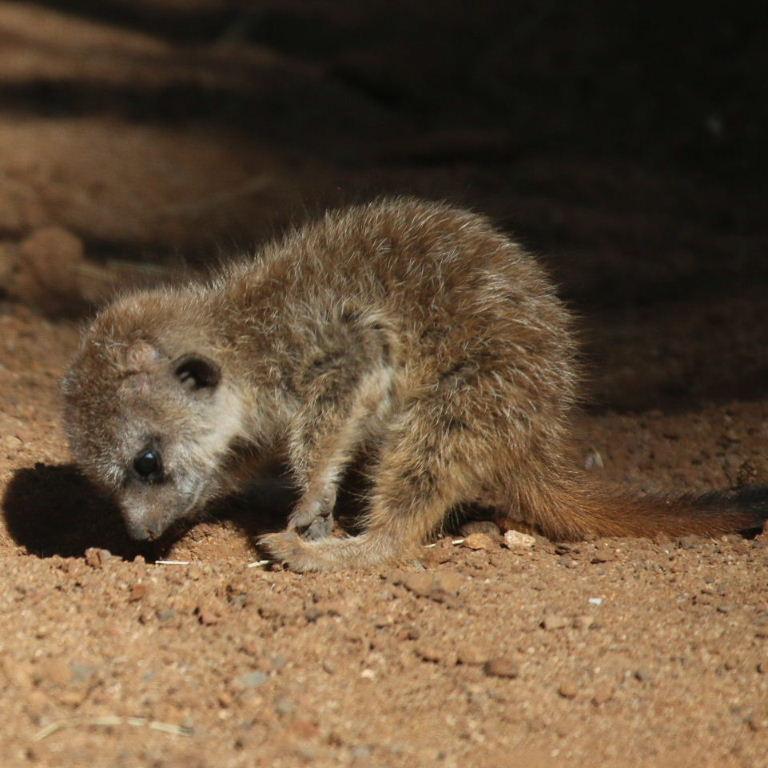 Meerkat baby