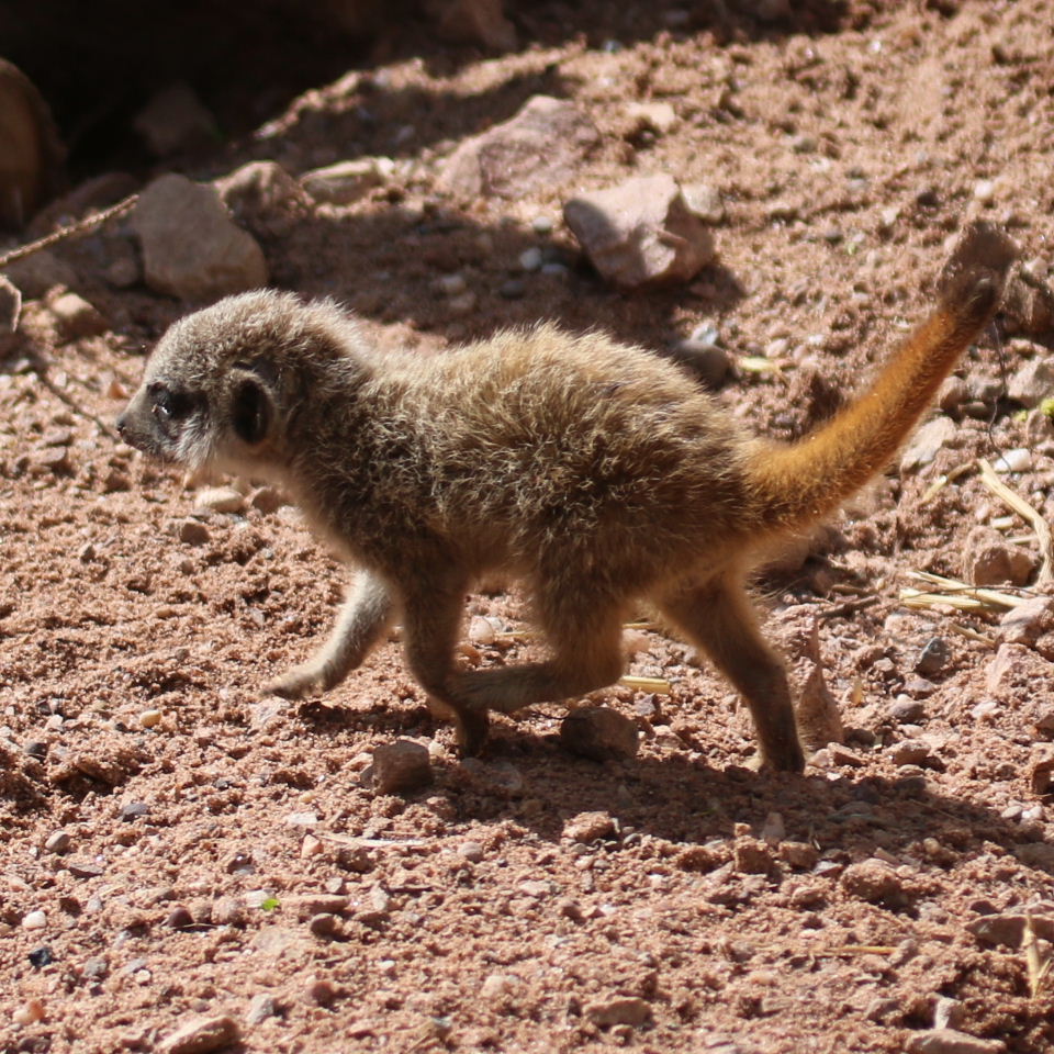 Meerkat baby