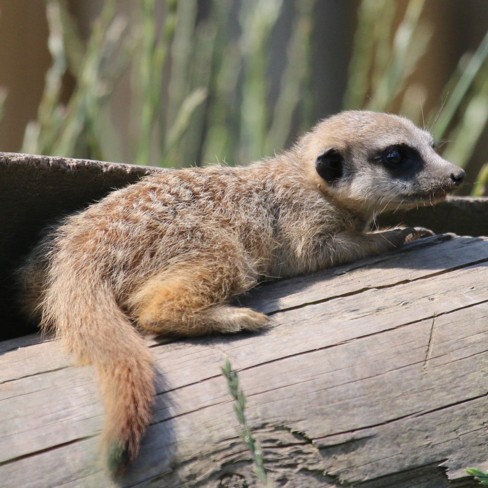 Meerkat baby