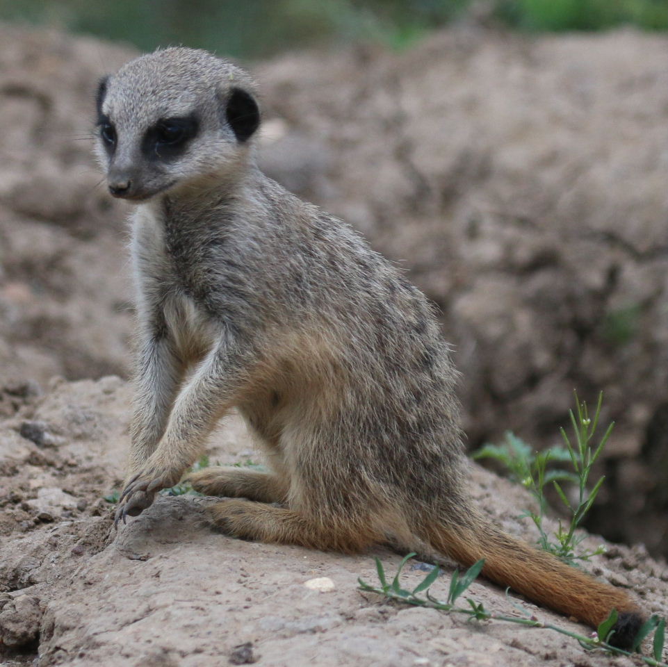 Meerkat baby