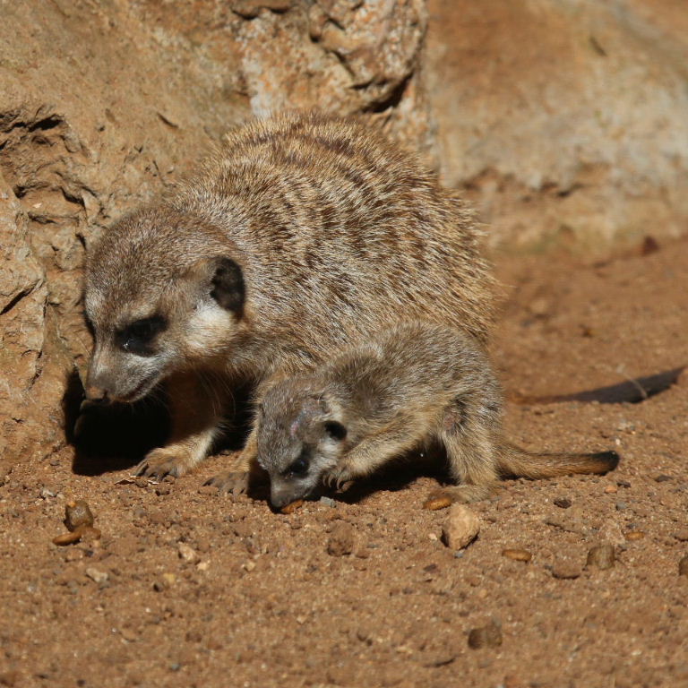 Meerkat baby