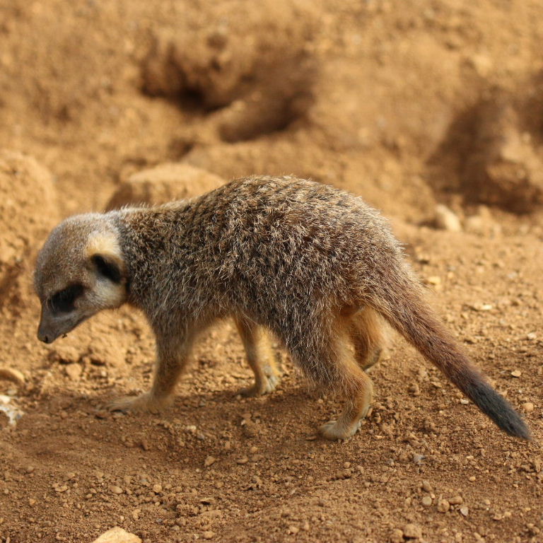 Meerkat