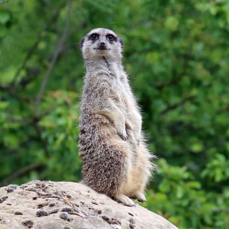 Meerkat on guard duty