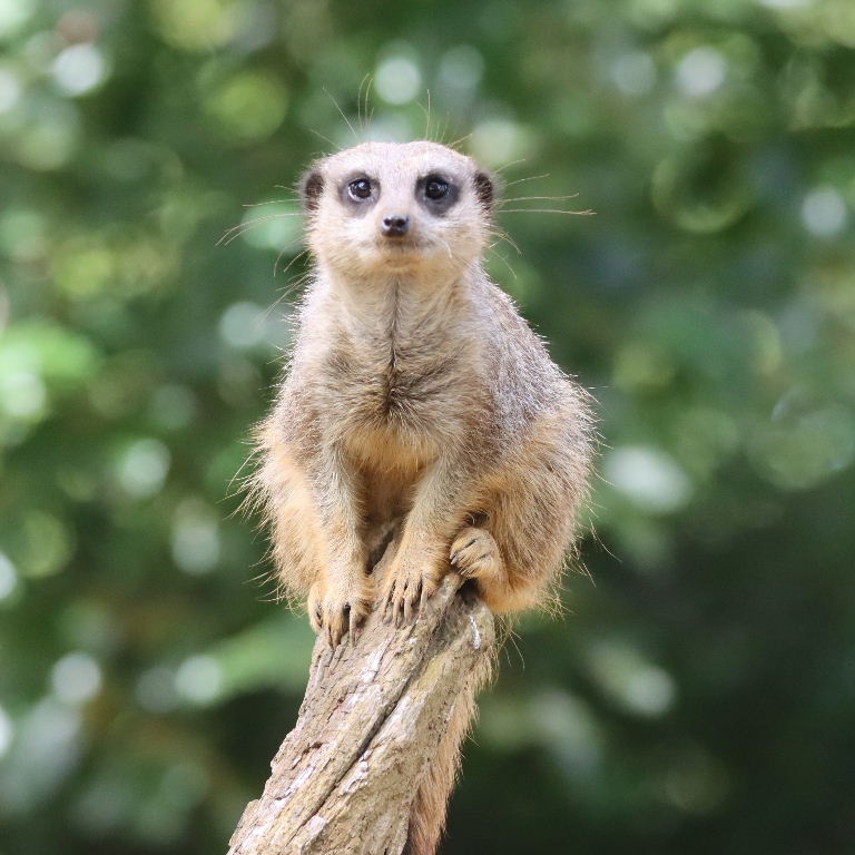 Meerkat on guard duty