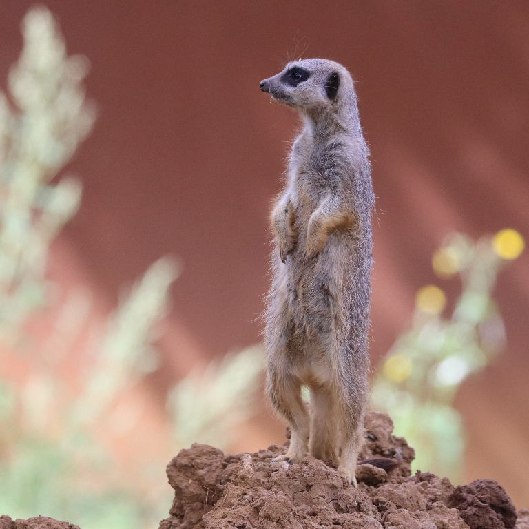 Meerkat on guard duty