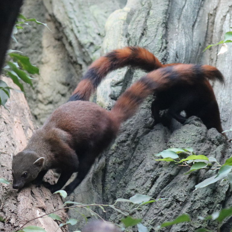 Ring-tailed Vontsira