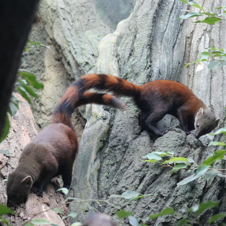 Ring-tailed Vontsira