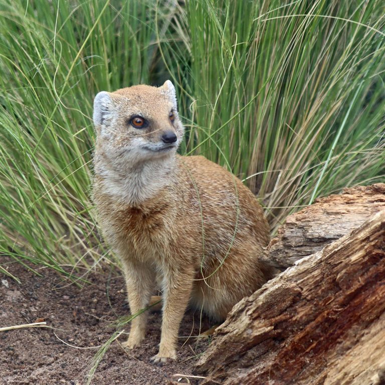 Yellow Mongoose