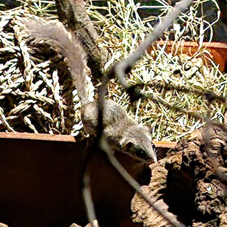 African Pygmy Dormouse
