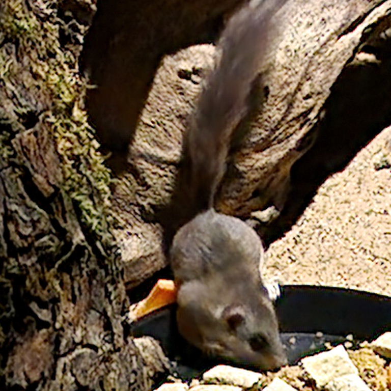 African Pygmy Dormouse