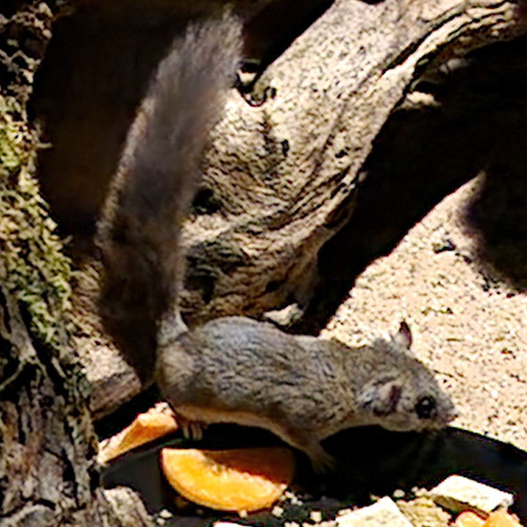 African Pygmy Dormouse