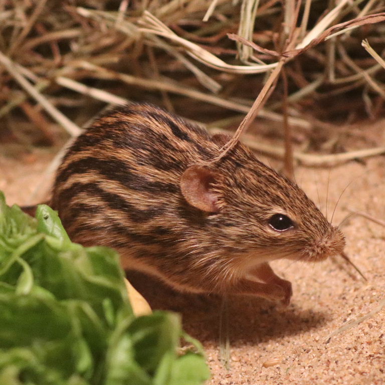 Barbary Striped Grass Mouse