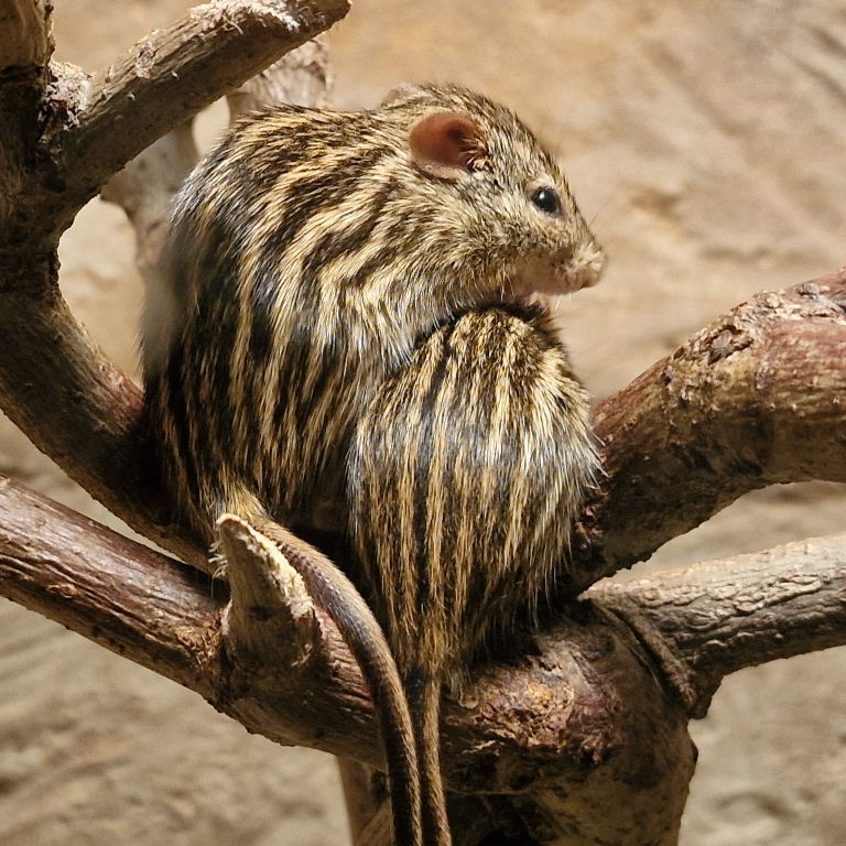 Barbary Striped Grass Mouse