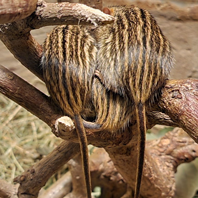 Barbary Striped Grass Mouse