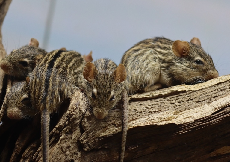 Barbary Striped Grass Mouse