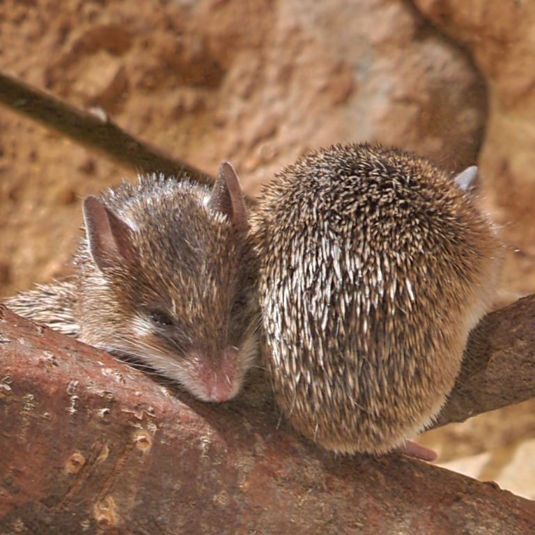 Southern African Spiny Mouse