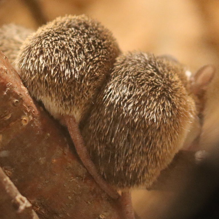 Southern African Spiny Mouse