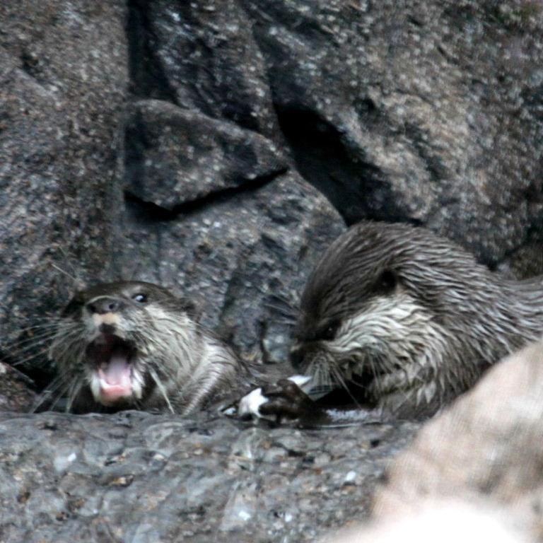 Asian Small-clawed Otters