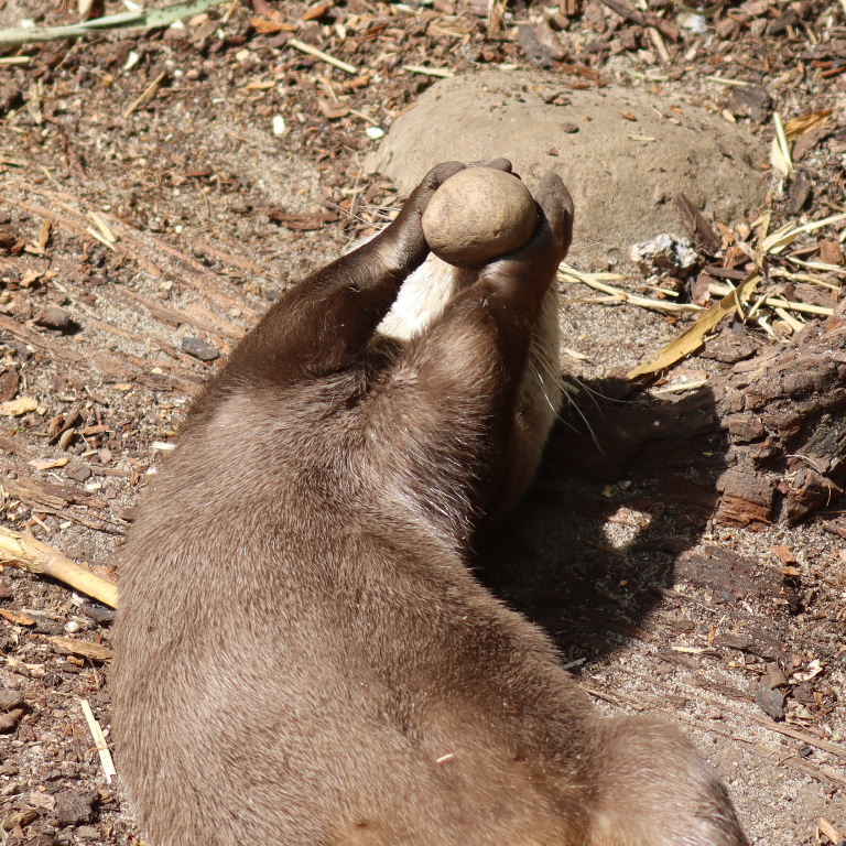 Asian Small-clawed Otter catches stone
