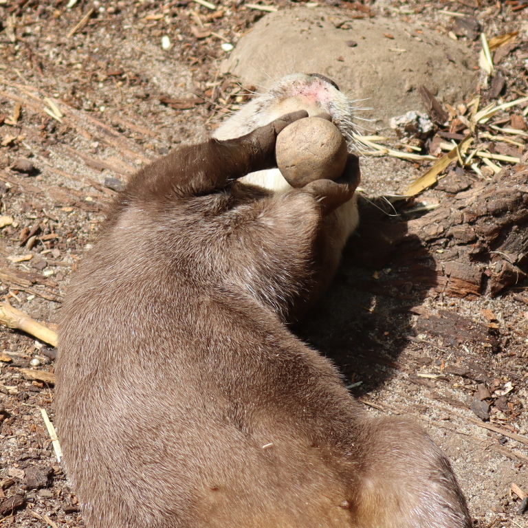 Asian Small-clawed Otter catches stone