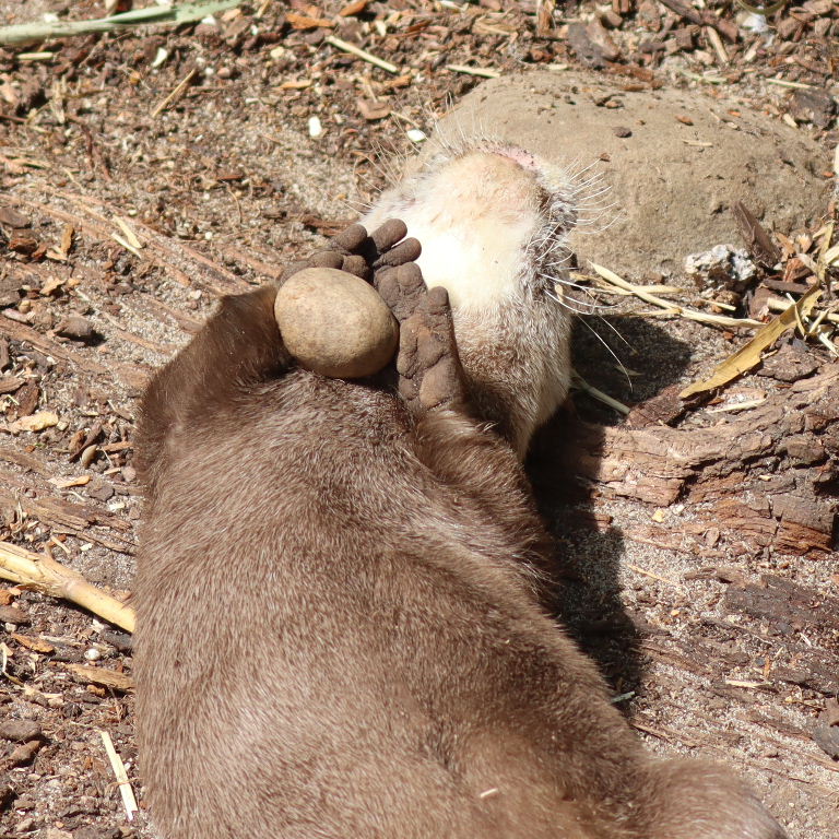Asian Small-clawed Otter catches stone