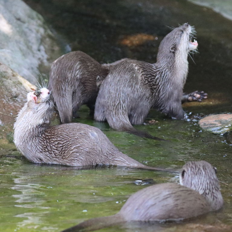 Asian Small-clawed Otters eating shellfish