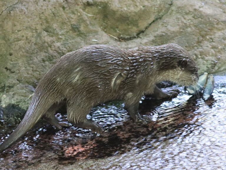 Asian Small-clawed Otter with mussel