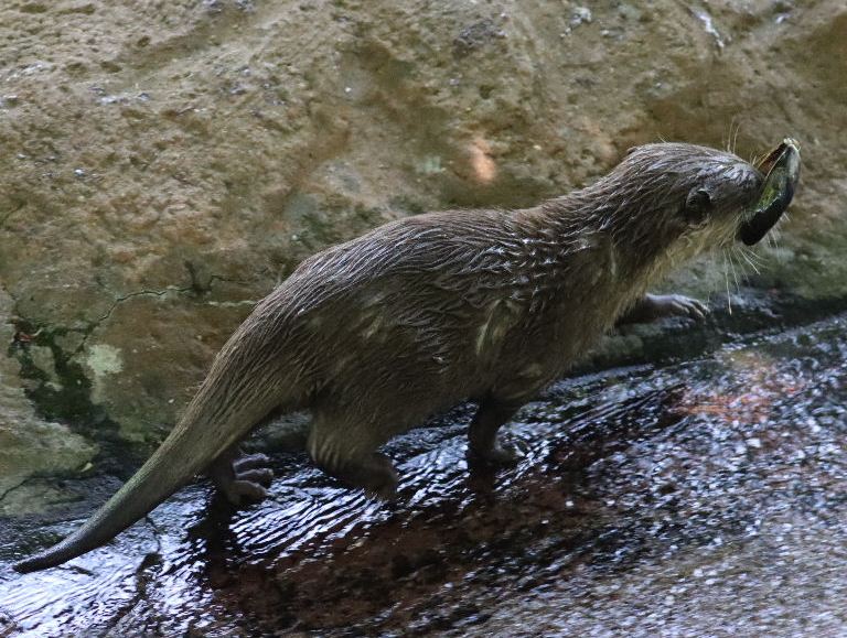 Asian Small-clawed Otter with mussel