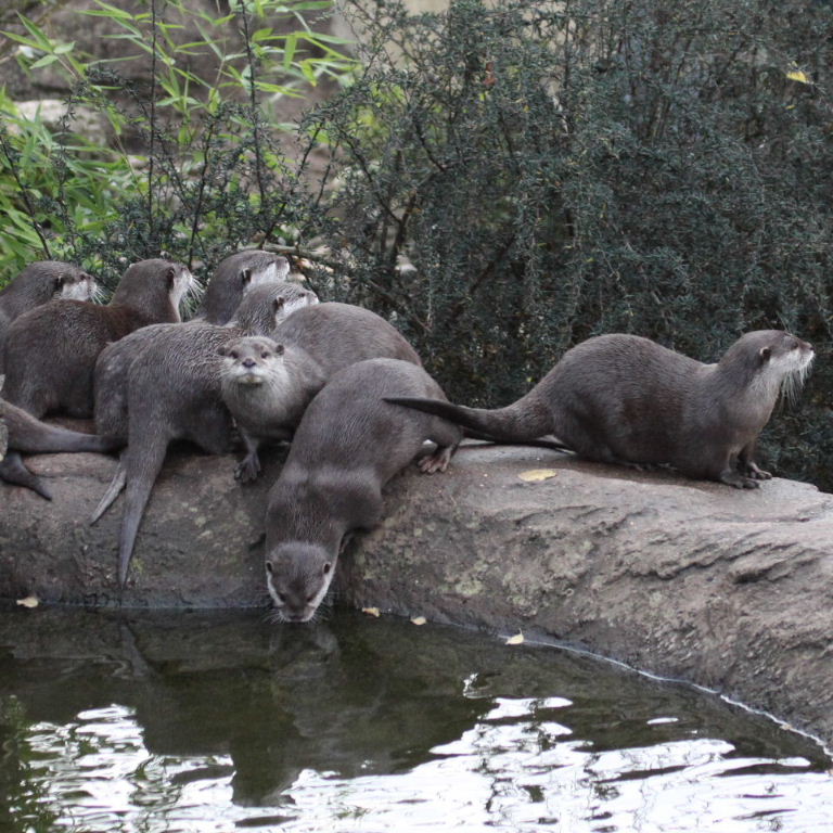 Asian Small-clawed Otter