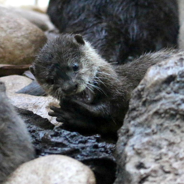 Asian Small-clawed Otter pup