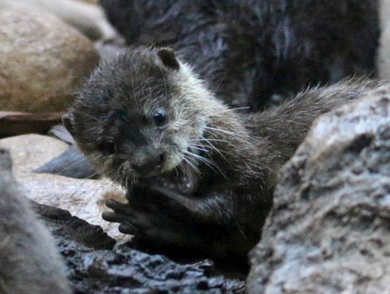 Asian Small-clawed Otter pup