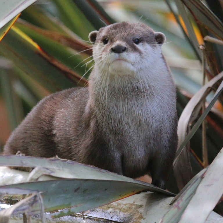 Asian Small-clawed Otter