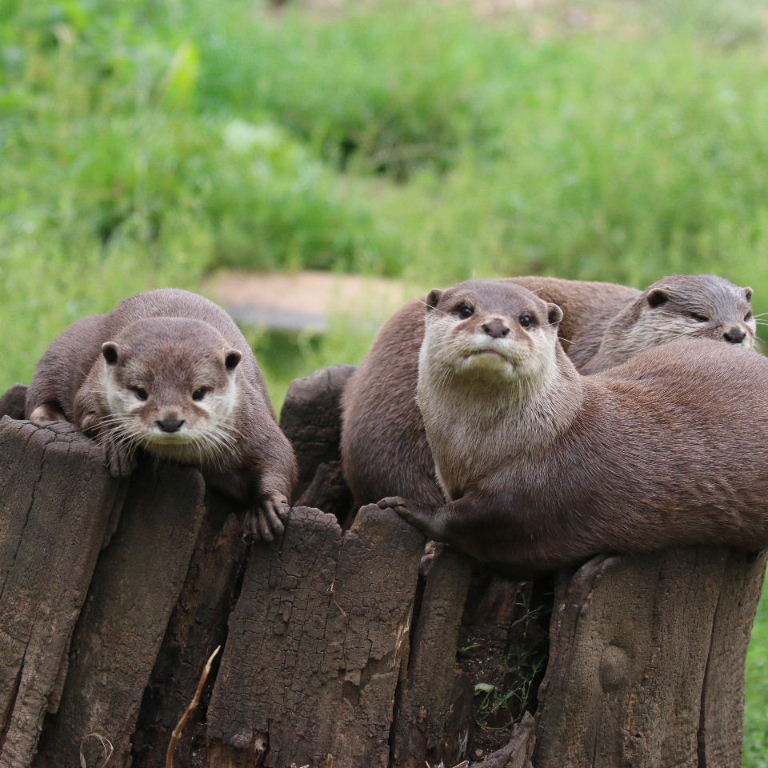 Asian Small-clawed Otters otterly stumped