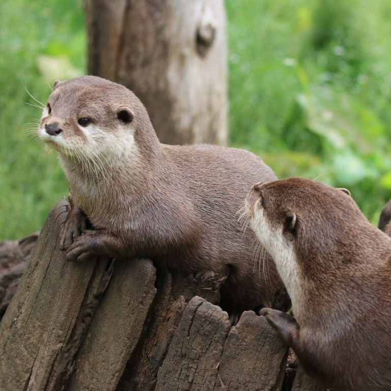 Asian Small-clawed Otters stumped