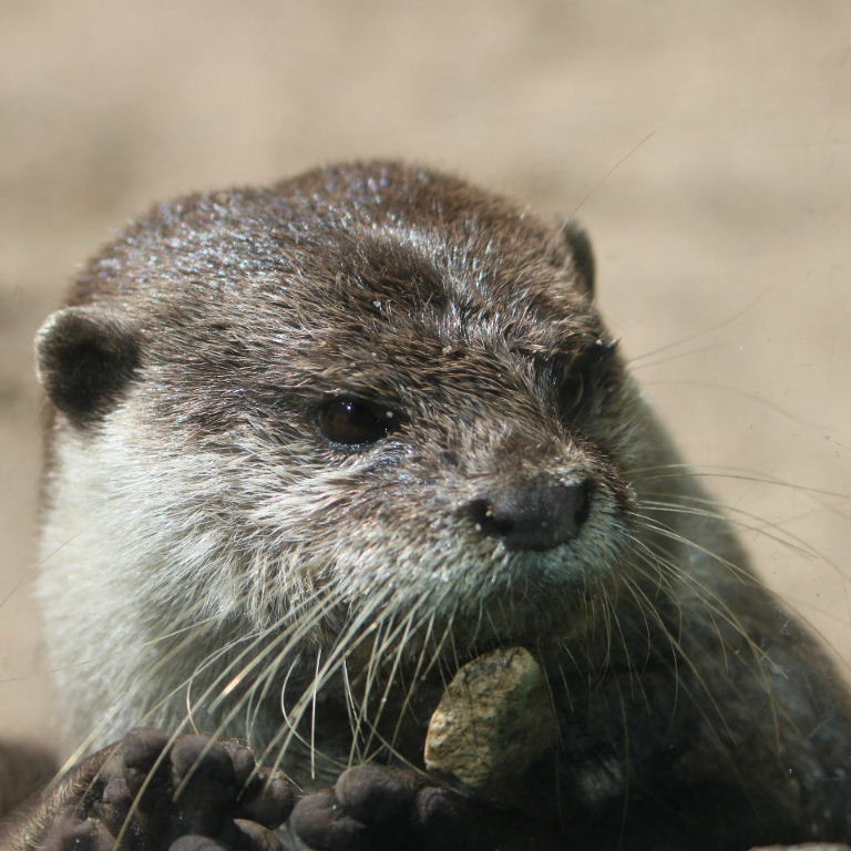 Asian Small-clawed Otter juggling stone