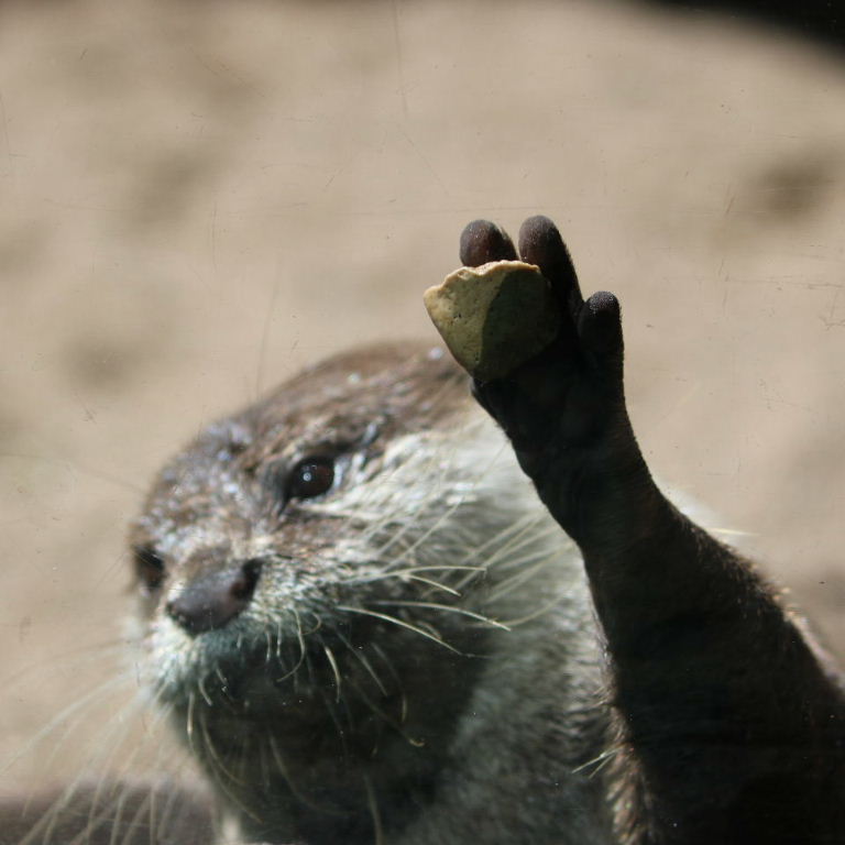 Asian Small-clawed Otter juggling stone
