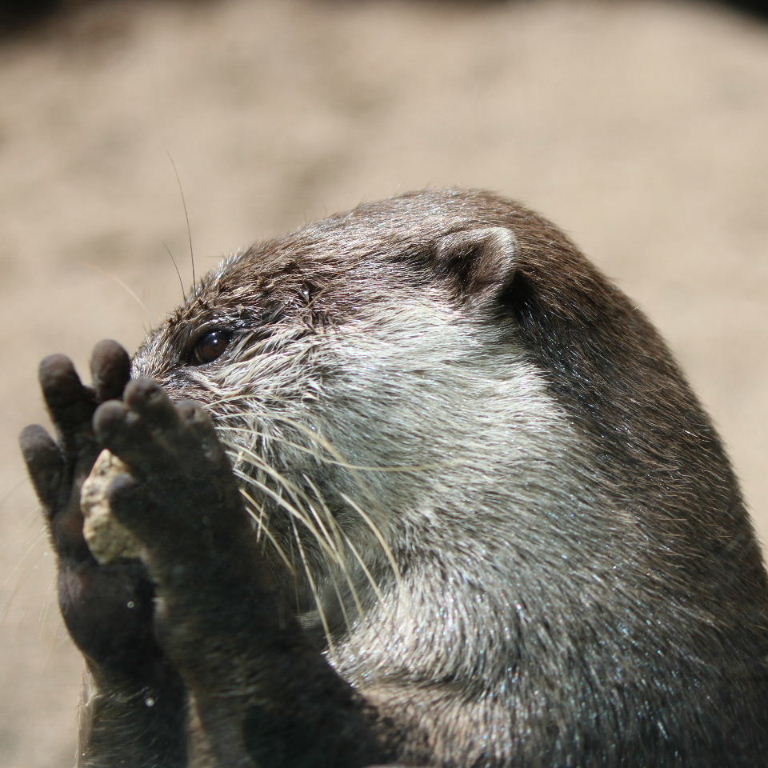 Asian Small-clawed Otter juggling stone