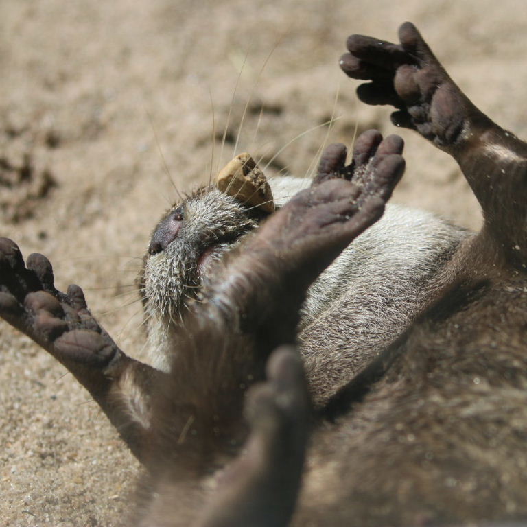 Asian Small-clawed Otter juggling stone