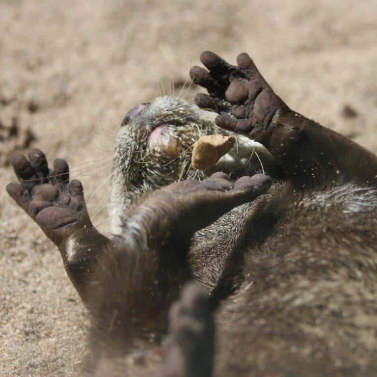 Asian Small-clawed Otter juggling stone